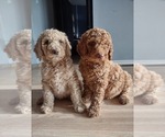 Small Photo #4 Poodle (Standard) Puppy For Sale in FENNVILLE, MI, USA