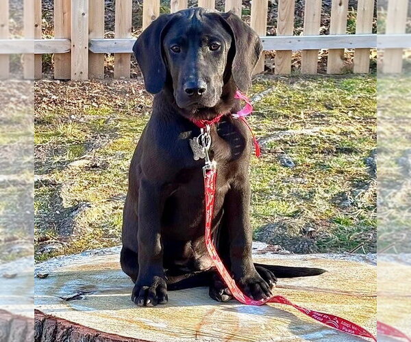 Medium Photo #4 Coonhound-Unknown Mix Puppy For Sale in Canton, CT, USA