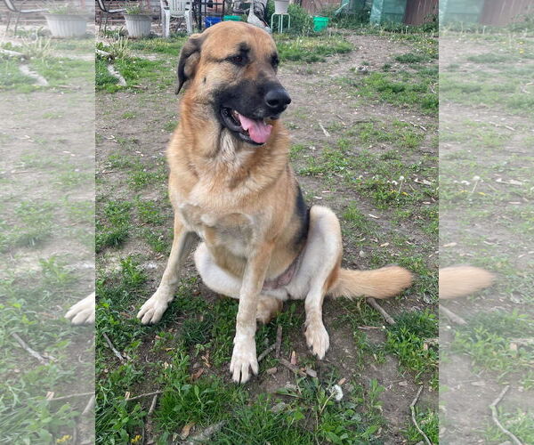 Medium Photo #3 Great Pyrenees-Unknown Mix Puppy For Sale in Columbus, IN, USA