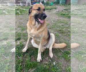 Adera - Female Great Pyrenees-Unknown Mix Dog for Adoption - Photo #3