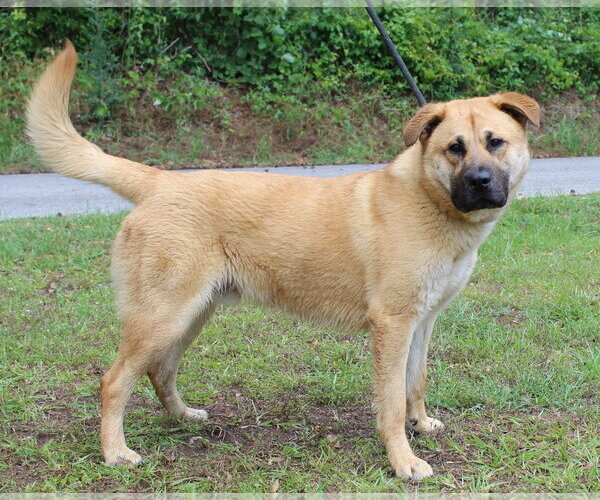 Medium Photo #3 Mutt Puppy For Sale in Prattville, AL, USA