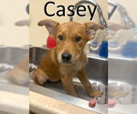 Small Red Heeler Mix