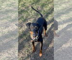 Small #13 Doberman Pinscher