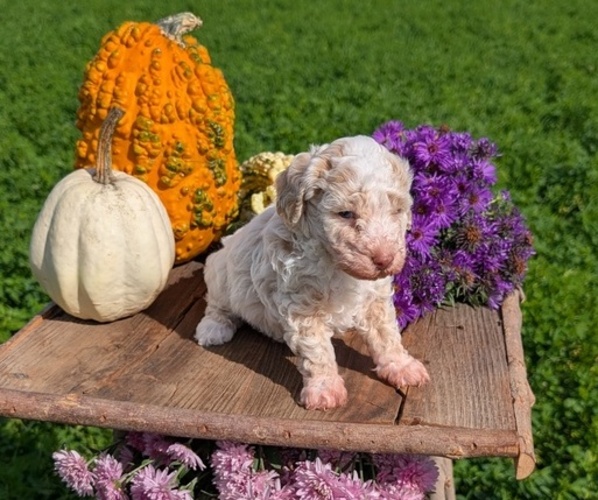 Medium Photo #3 Poodle (Toy) Puppy For Sale in GOSHEN, IN, USA