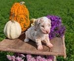 Small #2 Poodle (Toy)