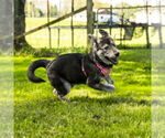 Small #1 Mutt