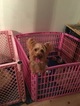 Small Photo #1 Yorkshire Terrier Puppy For Sale in LARGO, FL, USA