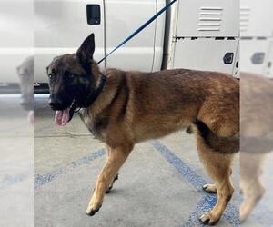 Mutt Dog for Adoption in Bakersfield, California USA