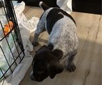 Small Photo #7 German Shorthaired Pointer-German Wirehaired Pointer Mix Puppy For Sale in DEFUNIAK SPRINGS, FL, USA