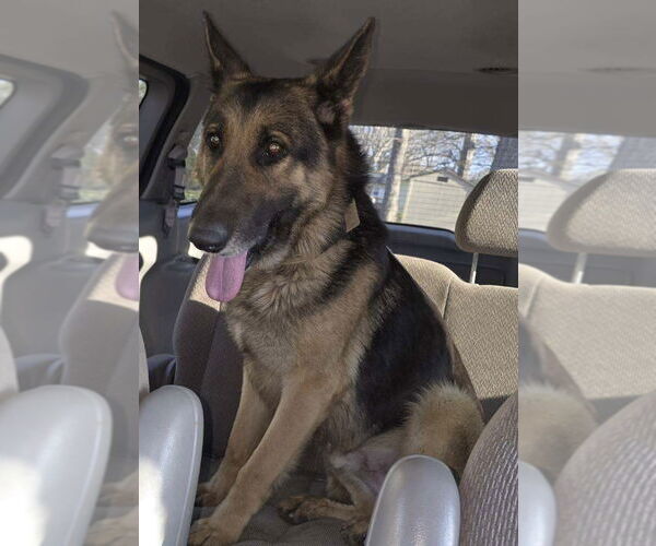 Medium Photo #1 German Shepherd Dog Puppy For Sale in La Grange , NC, USA