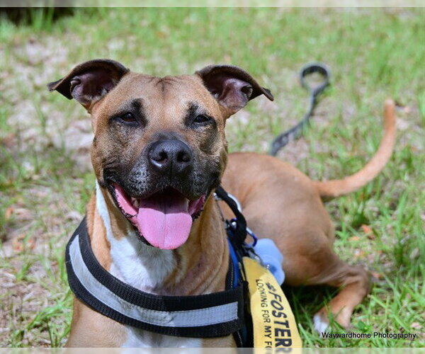 Medium Photo #2 Black Mouth Cur Puppy For Sale in Ocala, FL, USA