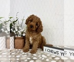 Image preview for Ad Listing. Nickname: Cooper