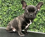 Small #1 French Bulldog