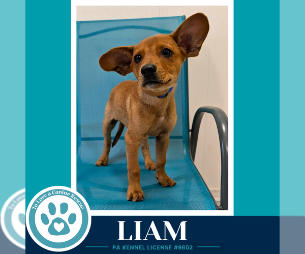 Medium Photo #2 French Bullhuahua Puppy For Sale in Kimberton, PA, USA