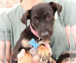 Dachshund-Unknown Mix Dogs for adoption in Washington, DC, USA