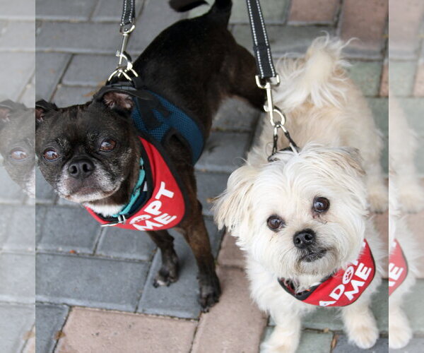 Medium Photo #6 Mutt Puppy For Sale in Mission Viejo, CA, USA