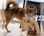 Small Siberian Husky