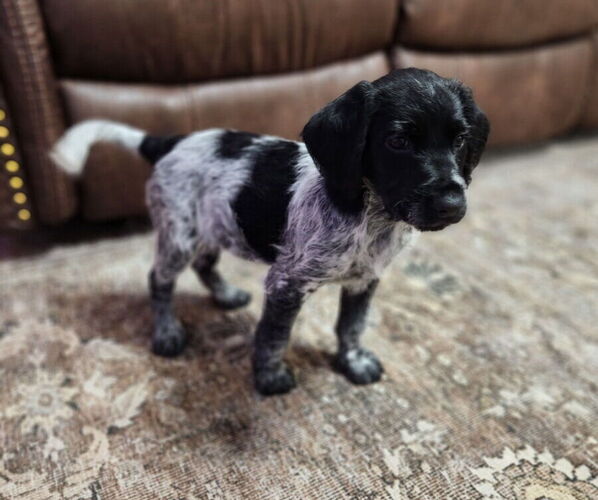 Medium Photo #6 German Shorthaired Pointer-Goldendoodle Mix Puppy For Sale in WILLACOOCHEE, GA, USA