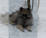 Small Photo #34 Keeshond Puppy For Sale in FAYETTEVILLE, TN, USA