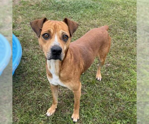 Medium Photo #3 Mutt Puppy For Sale in Conroe, TX, USA