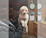 Puppy Daisy Goldendoodle