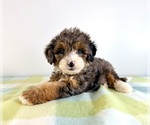 Small #2 Bernedoodle (Miniature)