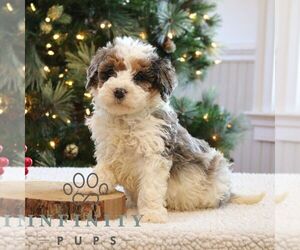 Bernedoodle (Miniature) Puppy for sale in NARVON, PA, USA