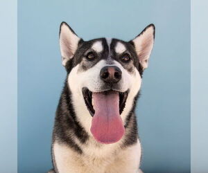Siberian Husky Dogs for adoption in Pasadena, CA, USA
