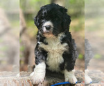 Small #6 Bernedoodle