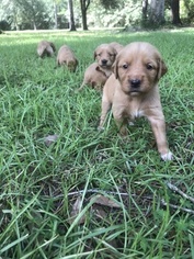 Golden Retriever Puppy for sale in GLEN SAINT MARY, FL, USA