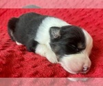 Small #2 Australian Shepherd