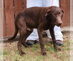Small #7 Labrador Retriever Mix