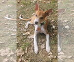 Small #1 Whippet Mix