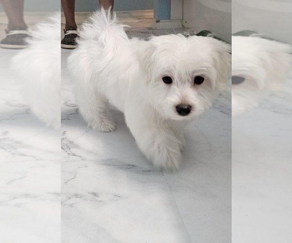 Medium Photo #2 Maltese Puppy For Sale in LOCKHART, TX, USA