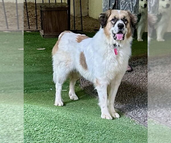 Medium Photo #6 Great Pyrenees Puppy For Sale in Spring, TX, USA