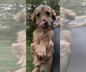 Mutt Dogs for adoption in Clarkston, MI, USA