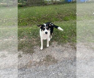 Border-Aussie Dogs for adoption in Brewster, NY, USA