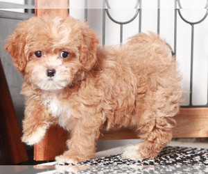 Shih-Poo Puppy for sale in NAPLES, FL, USA