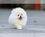 Small Photo #9 Pomeranian Puppy For Sale in CINCINNATI, OH, USA