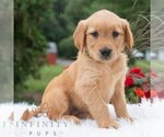 Small #5 Golden Retriever