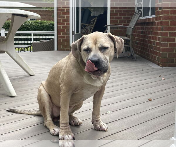 Medium Photo #5 American Pit Bull Terrier Puppy For Sale in Virginia Beach, VA, USA