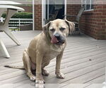 Small #4 American Pit Bull Terrier