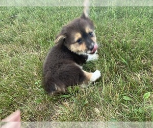 Pembroke Welsh Corgi Puppy for sale in TAMPICO, IL, USA