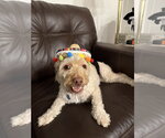 Small Photo #2 Poodle (Miniature)-Unknown Mix Puppy For Sale in Fort Collins, CO, USA