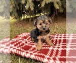 Small #1 Morkie