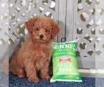 Small #4 Poodle (Miniature)