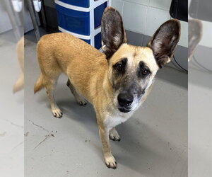 German Shepherd Dog Dogs for adoption in Corpus Christi, TX, USA