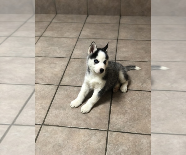 Medium Photo #9 Siberian Husky Puppy For Sale in BELLEVIEW, MO, USA