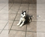 Small Photo #9 Siberian Husky Puppy For Sale in BELLEVIEW, MO, USA
