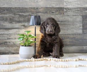 Medium Labradoodle